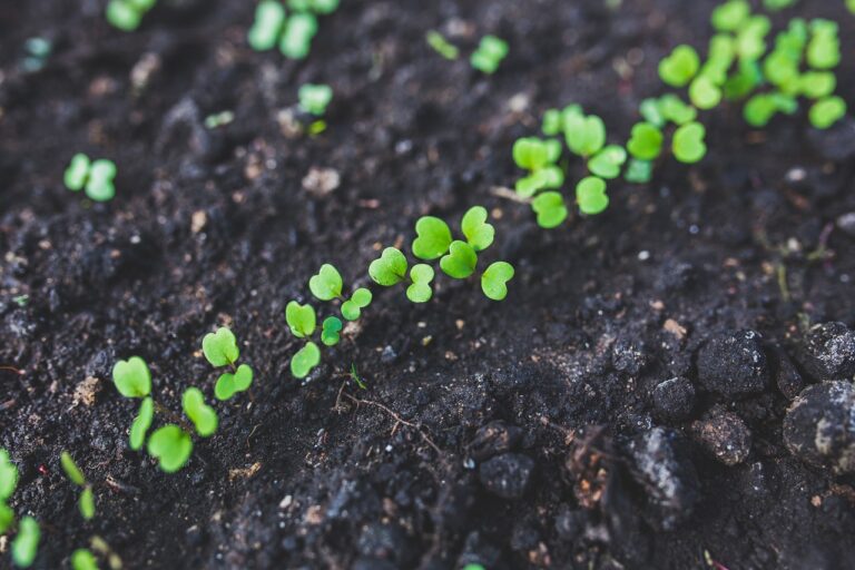Fresh young green seedlings growing in fertile dark soil.