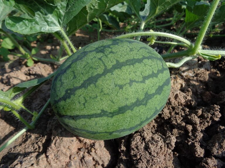 A young watermelon growing on the vine in soil.