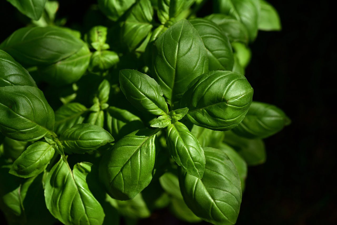 Close-up of fresh green basil leaves in natural sunlight.