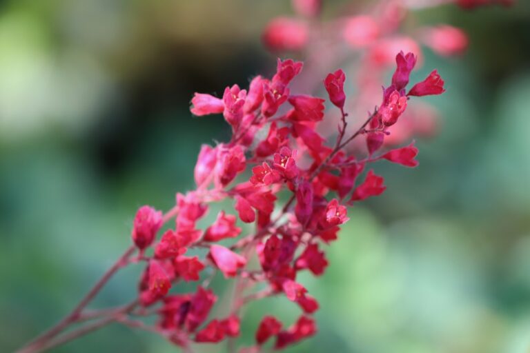 A close-up of a cluster of vibrant pink flowers with a blurred green background.