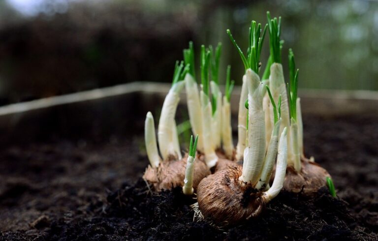 Bulbous plants with green shoots growing in rich, dark soil.