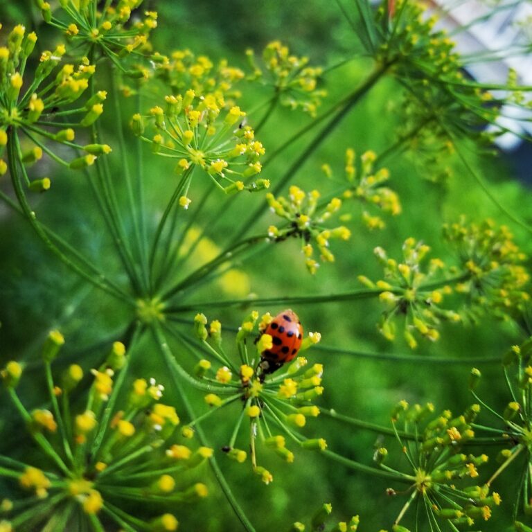 A spotted ladybug on the delicate yellow flowers of a thin-stemmed green plant.