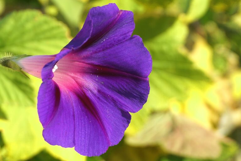 A vibrant purple morning glory flower with a rich pink center, surrounded by green foliage with a blurred background.