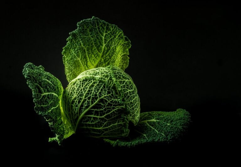 A dramatic side-lit photograph of a savoy cabbage with intricately textured leaves against a black background.