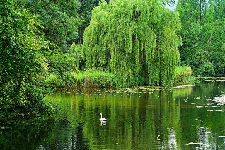 A serene pond surrounded by lush greenery with a weeping willow on the bank, and a white swan swimming in the middle.
