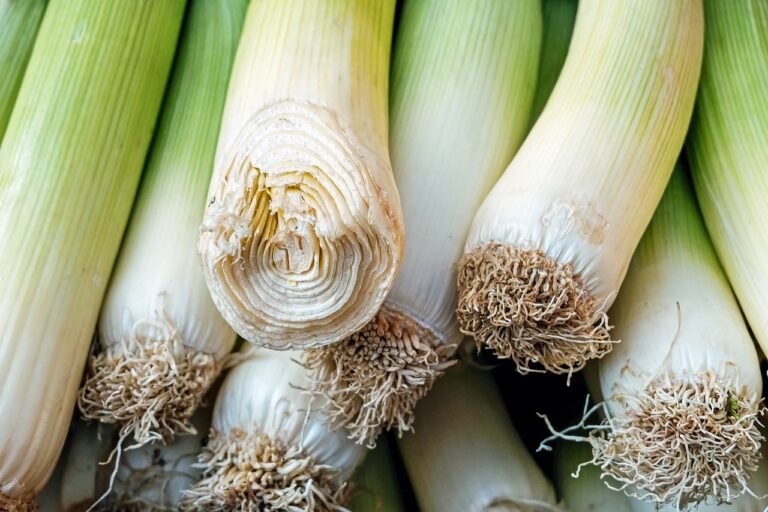 Close-up of fresh leeks with detailed view of the layered cross-section and fibrous roots.