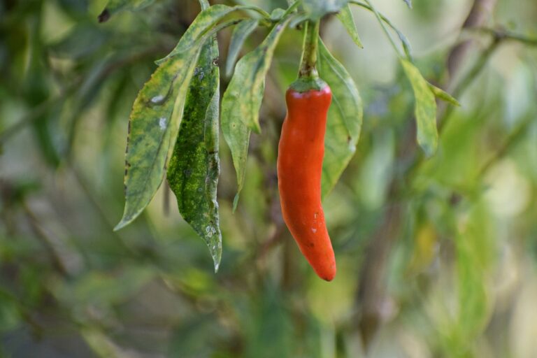 A single ripe red chili pepper hanging from a plant with green leaves, some of which show signs of yellowing and spots.