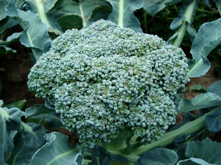A close-up of a head of broccoli with green florets, surrounded by leaves, growing in a garden.
