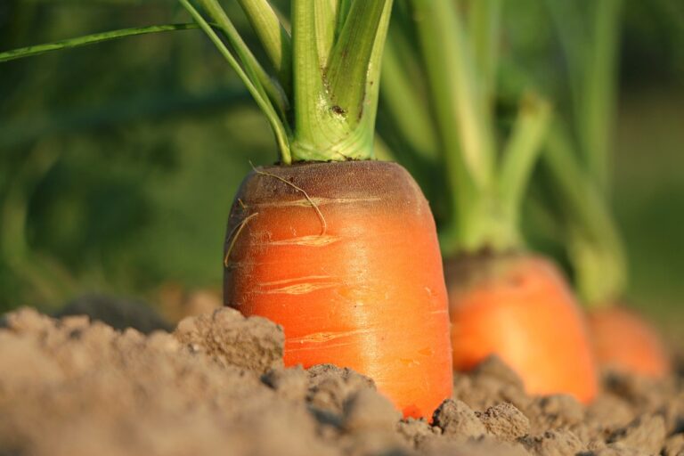 Carrots partially unearthed with their green tops visible, growing in soil with a blurred background.