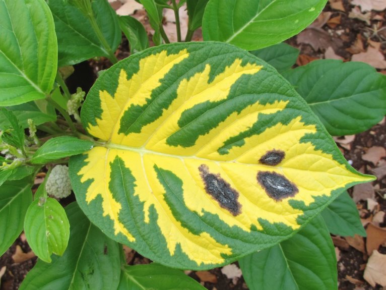 abiotic stress symptom patterns
