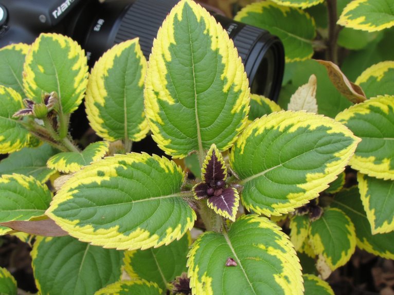 advanced nutrient deficiency detection