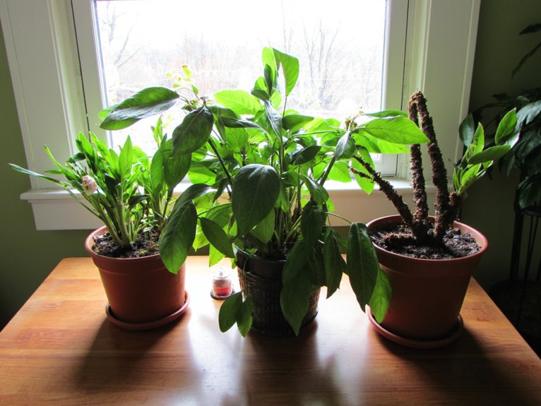 air movement affects plants