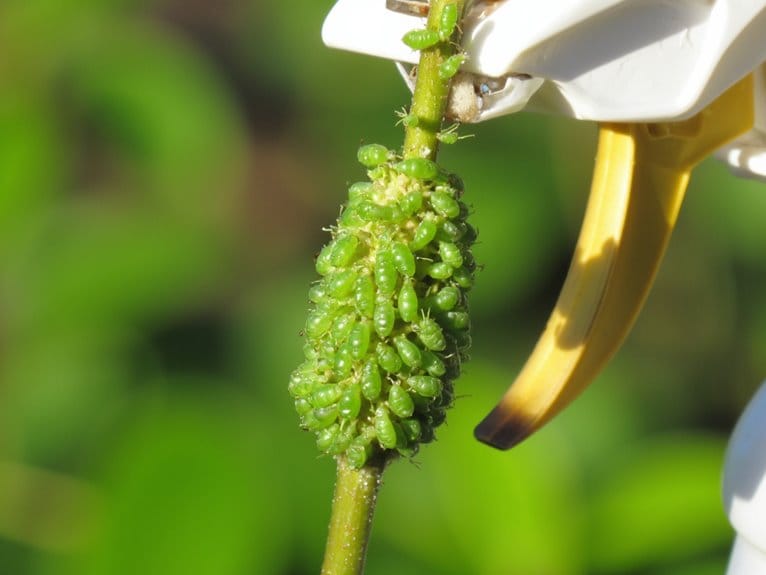 aphid control spray solutions
