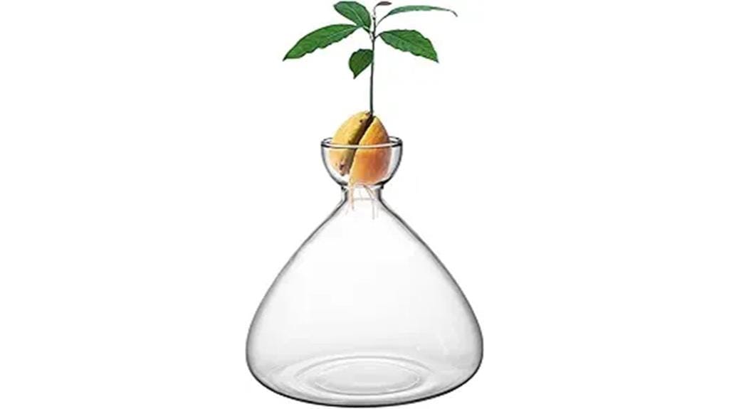avocado seed growing kit