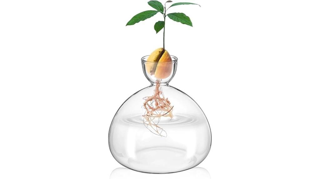 avocado seed growing kit