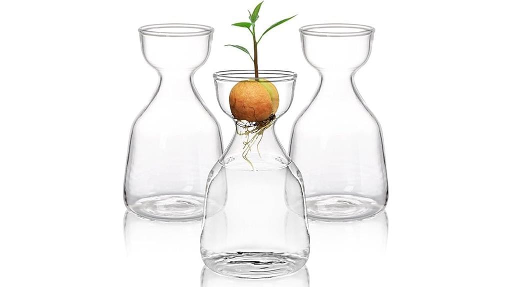 avocado seed growing vase