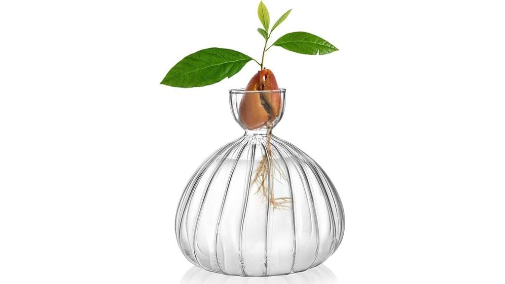 avocado seed sprouting vase