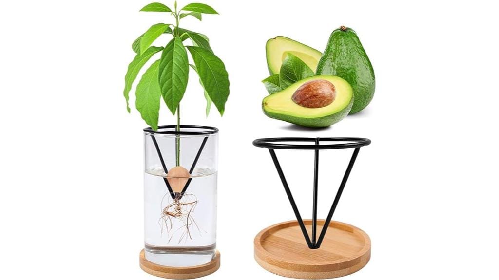 avocado tree growing kit