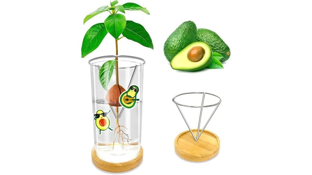 avocado tree sprouting kit