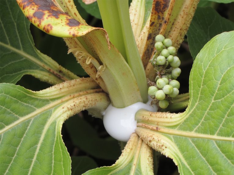 bacterial diseases in gardens