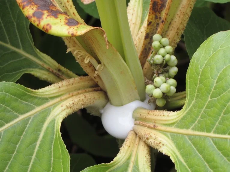 bacterial diseases in gardens