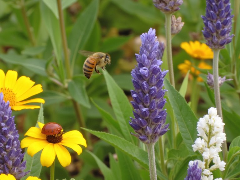 beneficial insect attracting plants