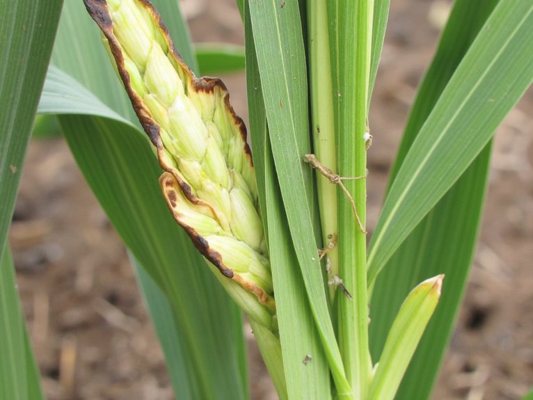 boron deficiency crop symptoms