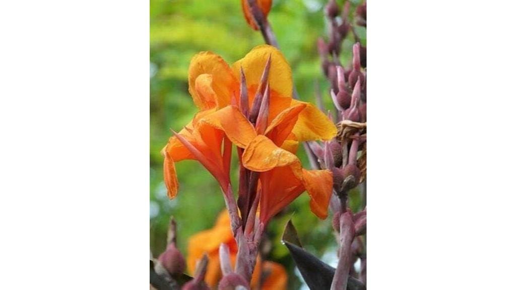 canna lily arrowroot seeds