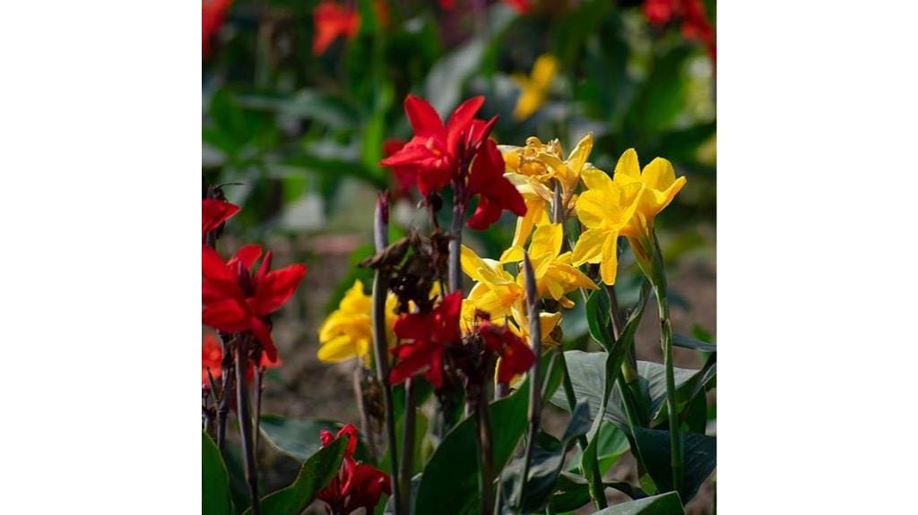 canna lily flower seeds