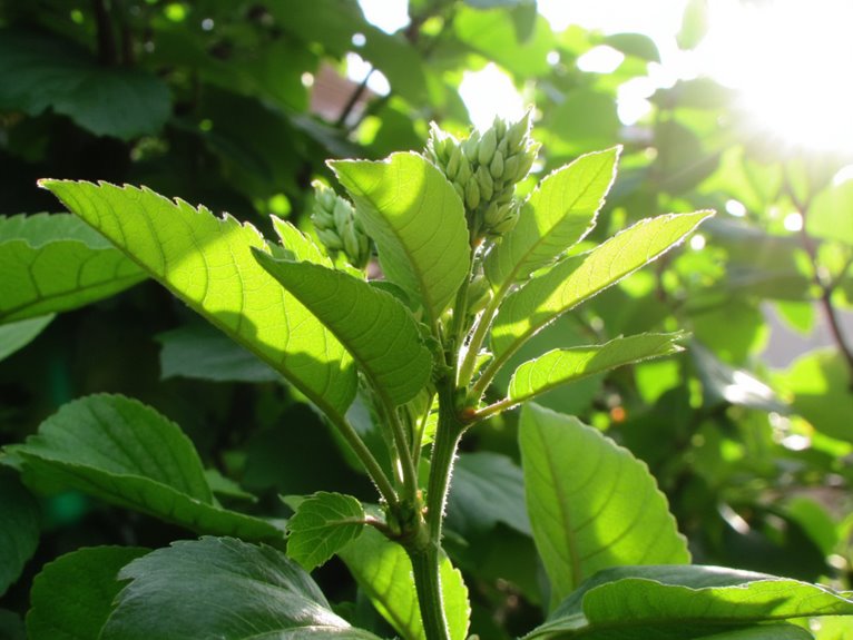 chloroplast adaptation for sunlight