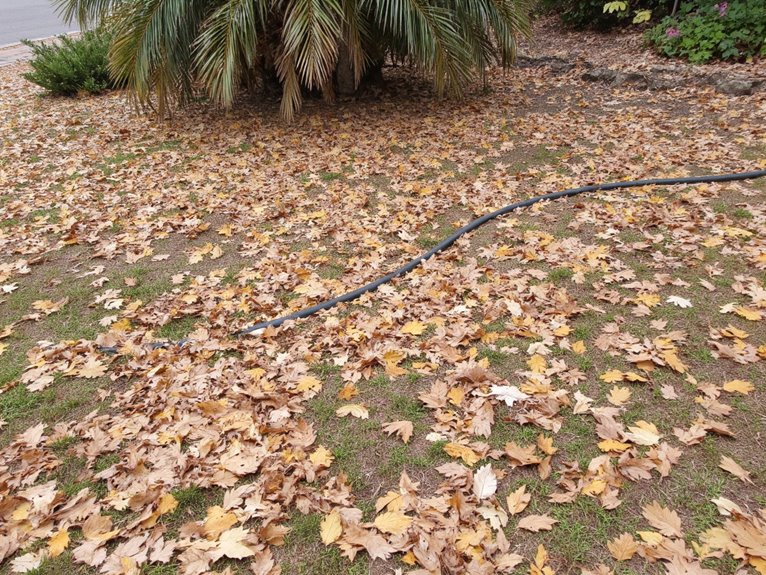 climate change impacts trees