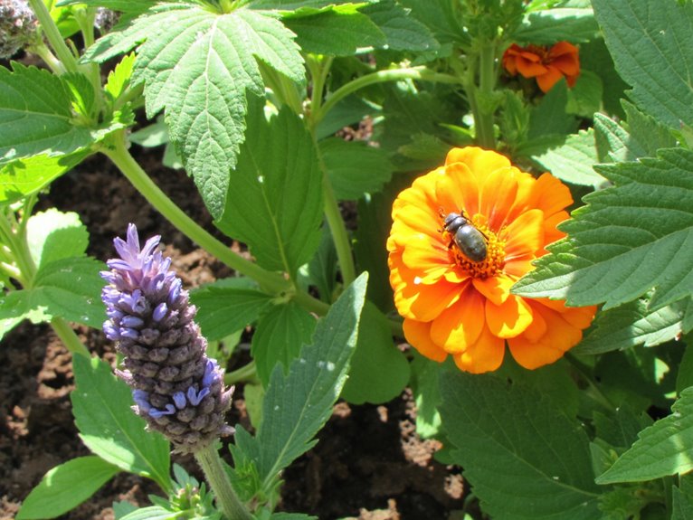 companion planting for pest management