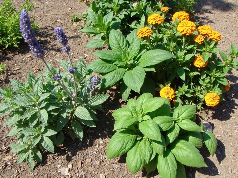 companion plants deter pests