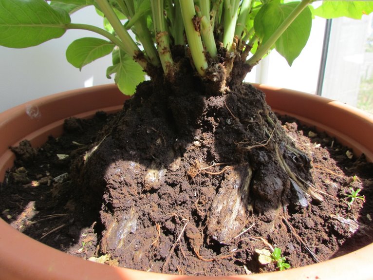 container plants root issues