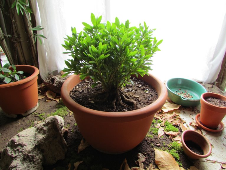 container size for repotting