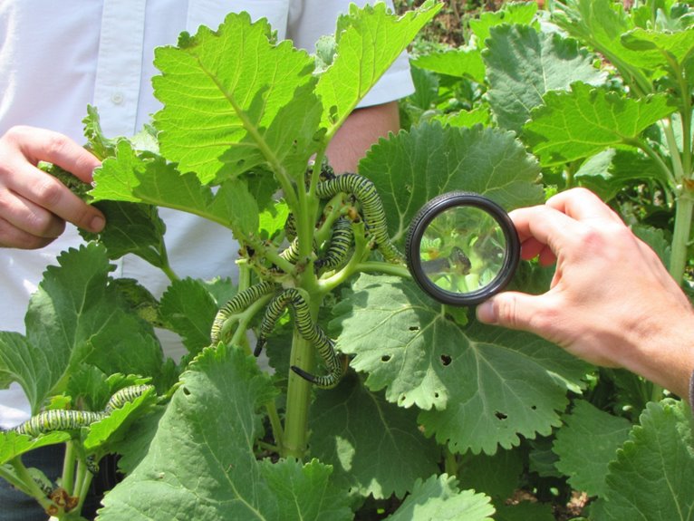 controlling caterpillar garden pests