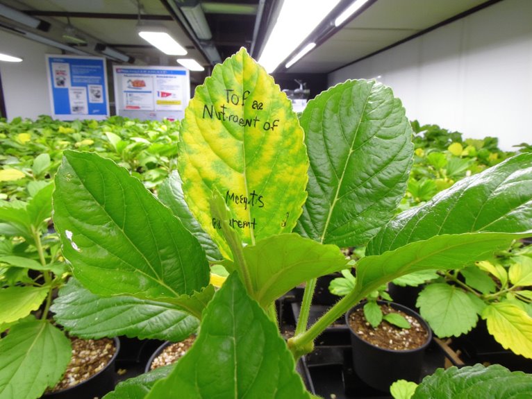 corrective nutrient shortage measures