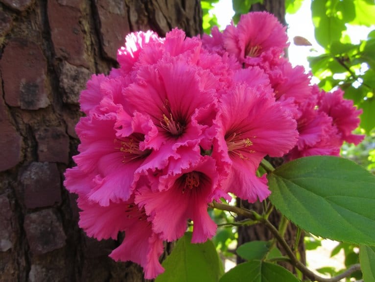 crape myrtle fertilizer recommendations