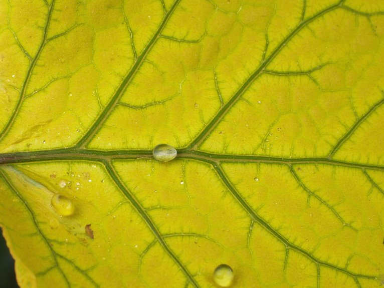 diagnosing nutrient deficiency issues