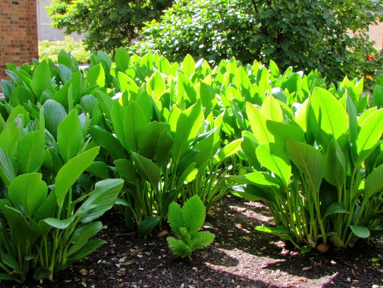 disease resistant garden plants