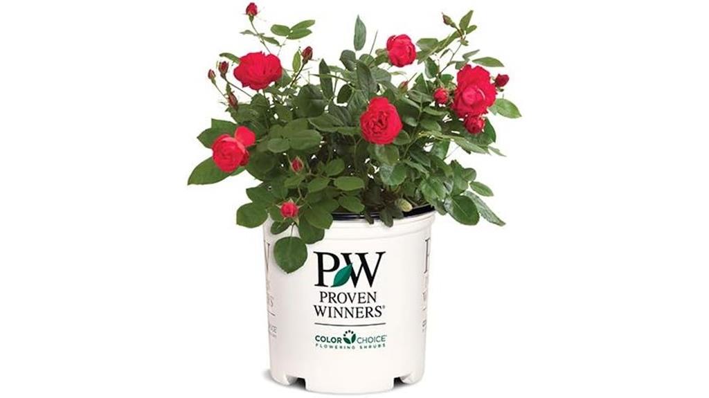 double red rose shrub