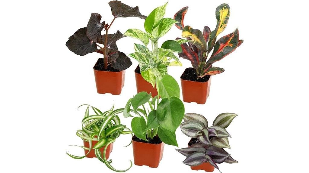 easy houseplants for beginners