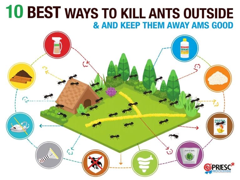 effective ant control methods