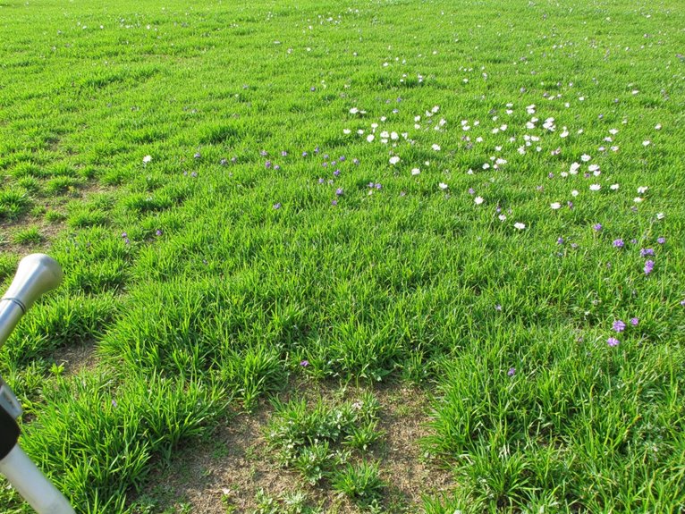 effective clover herbicides list