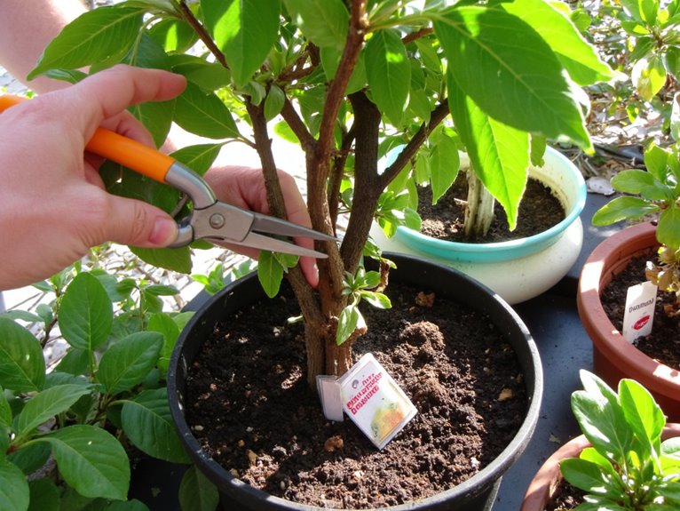 emergency plant care transition