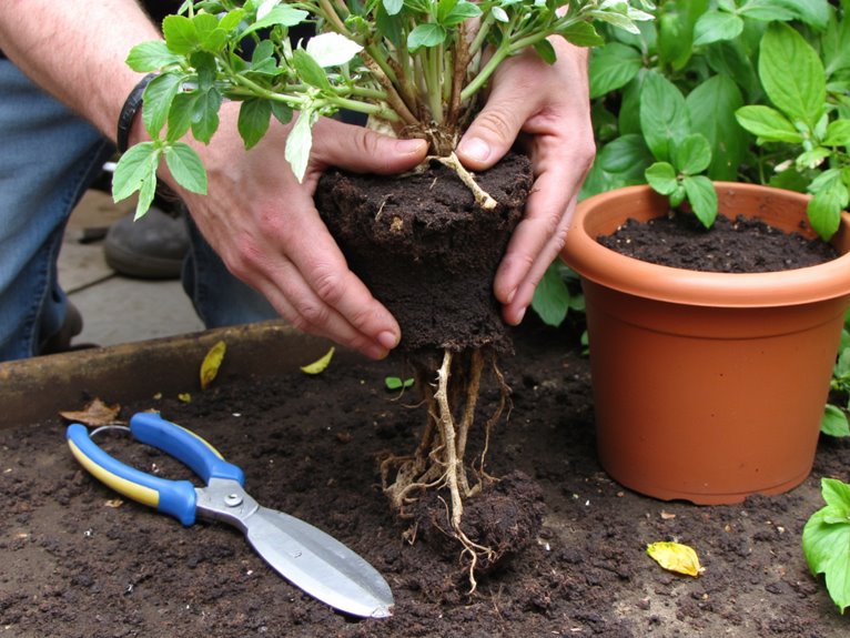 emergency plant repotting essentials
