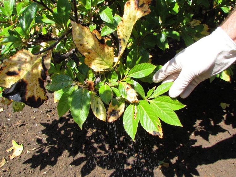 emergency treatment for plants