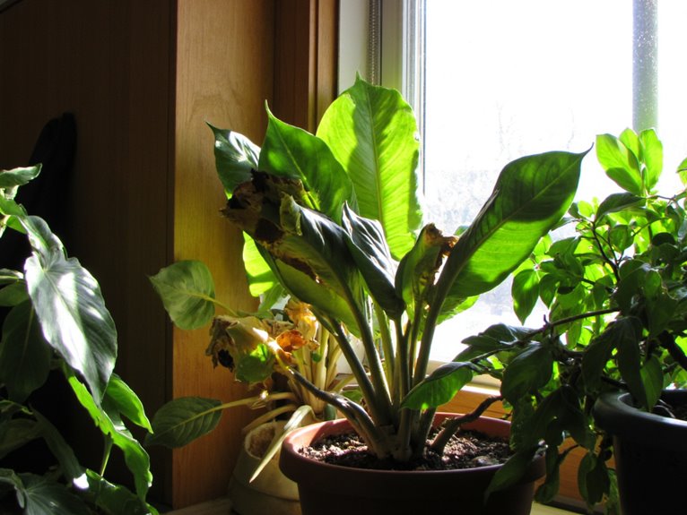 excessive sunlight damages plants