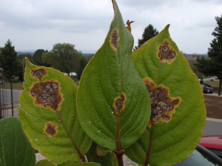 extended wet conditions promote disease