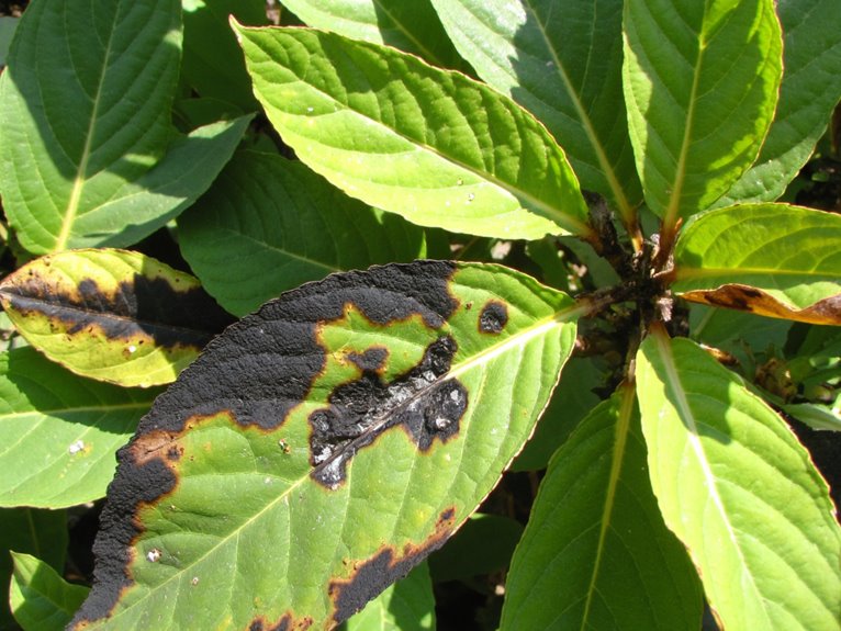 extreme heat affects plants
